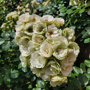 Купить саженцы  Танцюючі Русалки (Tańczące Rusałki) Троянди Łukasz Rojewski фото