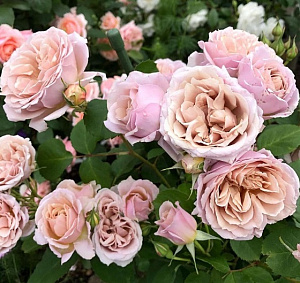 Купить саженцы Іорі  (Iori, Ioli) Троянди рідкісних кольорів фото
