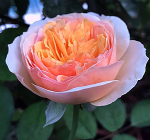 Купить саженцы Juliet (Ausjameson) Англійські троянди фото