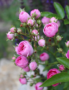 Купить саженцы Maman Turbat Старовинні троянди фото