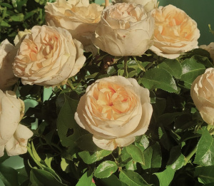 Купить саженцы  Oh La La Ароматні троянди фото