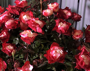 Купить саженцы Ностальжі (Nostalgie, La Garçonne) Чайно-гібридні троянди фото