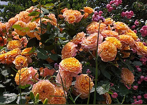 Купить саженцы Ла Вілла Котта (La Villa Cotta, Crazy Love) Троянди KORDES  фото