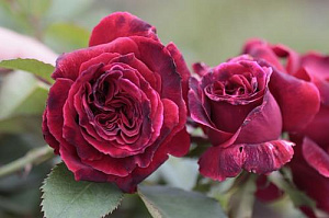 Купить саженцы Вельвет Фрагранс (Velvet Fragrance) Чайно-гібридні троянди фото