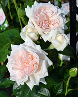 Купить саженцы Graciosa Плетисті троянди фото