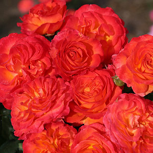 Купить саженцы  Vulcano (KORcolipas) Троянди KORDES  фото
