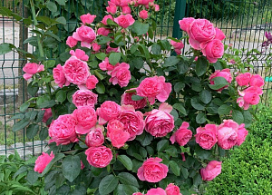 Купить саженцы  Штамбова троянда Леонардо да Вінчі (Leonardo da Vinci) Штамбові троянди фото