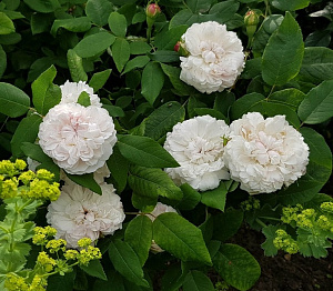 Купить саженцы Вайт Жак Картьє (White Jacques Cartier) Старовинні троянди фото