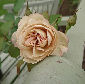Купить саженцы  Sound of Silence Шраби фото