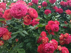 Купить саженцы Кармен (Starlet Rose Carmen) Троянди Tantau фото