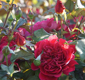 Купить саженцы Лямі Де Жардан (L'Ami des Jardins, GUIlladjar) Чайно-гібридні троянди фото