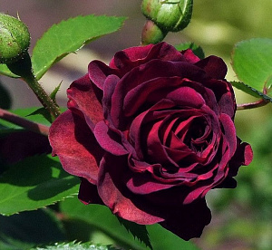 Купить саженцы Katie's Rose (HORrapture) Троянди рідкісних кольорів фото