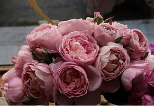 Купить саженцы Дам де Шенонсо (Dames de Chenonceau) Чайно-гібридні троянди фото