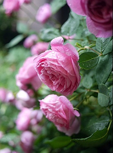 Купить саженцы Ла Рейн Вікторія (La Reine Victoria) Старовинні троянди фото