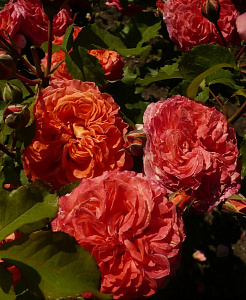 Купить саженцы Штамбова троянда Емільєн Гійо (Emilien Guillot, MASemgui) Штамбові троянди фото