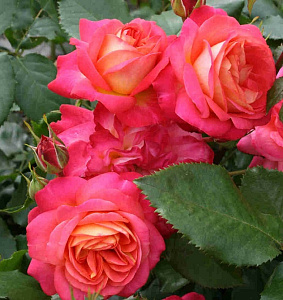 Купить саженцы Штамбова троянда  Мідсамме (Midsummer, TAN02280) Штамбові троянди фото
