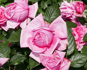 Купить саженцы Роміна (Edelrose Romina, TAN09564) Троянди зі знаком якості ADR фото
