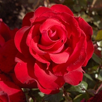 Купить саженцы Гранде Аморе (Grande Amore) Чайно-гібридні троянди фото