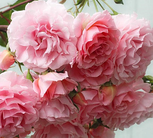 Купить саженцы Dream Weaver (JACpicl) Плетисті троянди фото