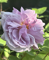 Mark Andre Heeschen продажа в Украине Плетисті троянди фото Купить саженцы Mark Andre Heeschen Плетисті троянди фото