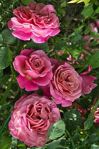 Купить саженцы Аньєс Шиліге (Agnes Schilliger) Троянди MASSAD, GUILLOT фото