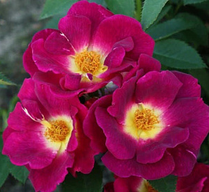 Купить саженцы Weg der Sinne (KORwedesi, Pacific Crest) Троянди KORDES  фото
