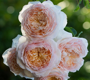 Купить саженцы Батшеба (Bathsheba) Англійські троянди фото
