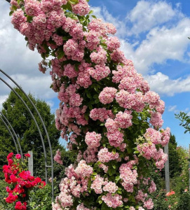 Купить саженцы Епл Блоссом (Apple Blossom) Плетисті троянди фото