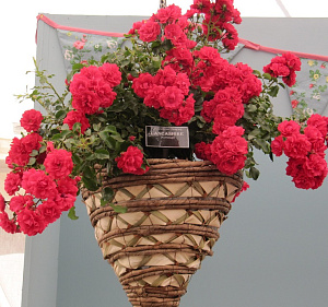 Купить саженцы Lancashire  (Gartnerfreude, RigoToscana, KORstesgli) Троянди зі знаком якості ADR фото