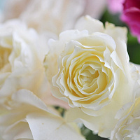 Купить саженцы Ірина Бондаренко (Irina Bondarenko) Ароматні троянди фото