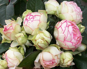 Купить саженцы Бідермайер (Biedermeier, TAN97123, Avalon, Moonshine)	 Троянди Tantau фото