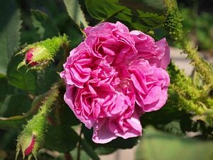 Купить саженцы Mousseux du Japon (Muscosa Japonica) Старовинні троянди фото