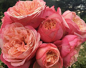 Кордес Юбілі (Kordes Jubilee) продажа в Украине Чайно-гібридні троянди ВКС фото Купить саженцы Кордес Юбілі (Kordes Jubilee) Чайно-гібридні троянди ВКС фото