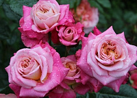 Купить саженцы Sourire de Deauville (PANlavrug) Троянди рідкісних кольорів фото