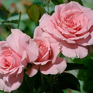 Купить саженцы You're Beautiful (Ville de Saumur) Троянди Fryer фото