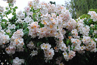 Купить саженцы Салли Холмс (Sally Holmes) Немахровые и полумахровые розы, гибриды HULTHEMIA PERSICA фото