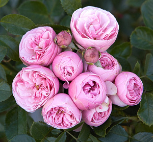 Купить саженцы  Помпоніки для Моніки (Pomponiki dla Moniki) Нові надходження 2026 фото