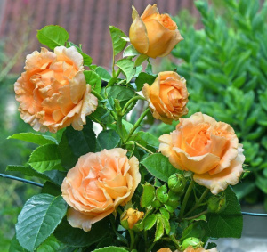 Купить саженцы Fregate (LAPfreg) Плетисті троянди фото