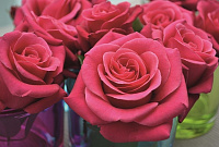 Купить саженцы  Timeless Charisma (Crazy Pink Voluptia, Charisma) Чайно-гібридні троянди фото