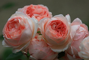 Купить саженцы Вояж (Voyage) Чайно-гібридні троянди фото