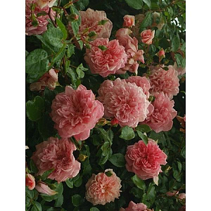 Купить саженцы Поль Трансон (Paul Transon) Плетисті троянди фото