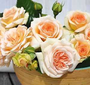 Timeless Cream (Amber Voluptia, Audienz) продажа в Украине Ароматні троянди фото Купить саженцы Timeless Cream (Amber Voluptia, Audienz) Ароматні троянди фото