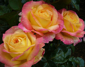 Купить саженцы  Штамбова троянда Пульман Орієнт Експрес (Pullman Orient Express, Oriental Peace) Чайно-гібридні троянди фото
