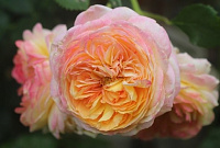 Купить саженцы Розоман Жанон (Rosomane Janon) Троянди MASSAD, GUILLOT фото