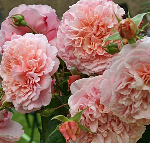 Купить саженцы Роз Де Толбіак (Rose de Tolbiac, KORcaseipp) Плетисті троянди фото