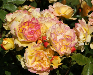 Купить саженцы Штамбова троянда Лампіон (Lampion, Tan06004) Штамбові троянди фото