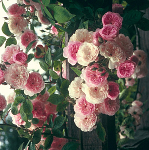 Купить саженцы Tausendschon (Beauty Thousand, Merveille Rose) Плетисті троянди фото