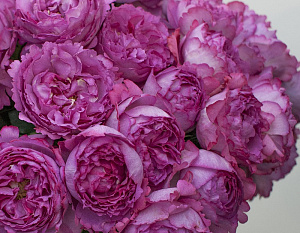 Купить саженцы Ів П'яже плетистий (Yves Piaget Cl, KEItsupiatsu) Плетисті троянди фото