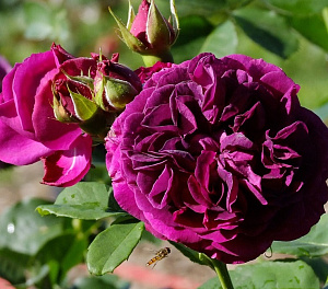 Пепл Лодж (Purple Lodge, Palais Biron, Purplelicious) продажа в Украине Шраби ЗКС фото Купить саженцы Пепл Лодж (Purple Lodge, Palais Biron, Purplelicious) Шраби ЗКС фото