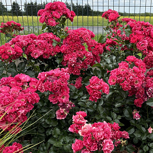 Купить саженцы  Matka Polka Нові надходження 2026 фото